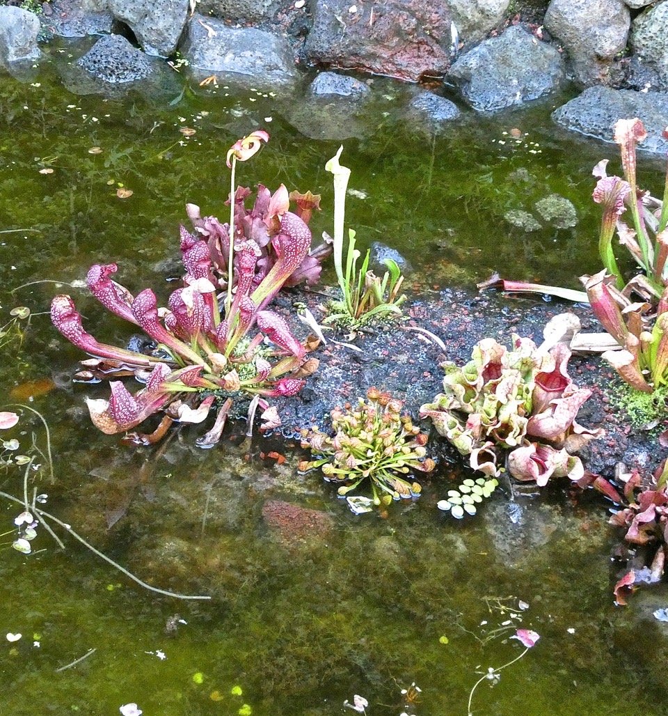 Sarracenia leucophyla  et Sarracenia purpurea P1031040
