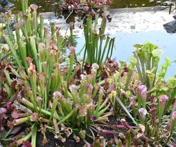 Sarracenia leucophylla - Le Trou de la mort - SARRACENIACEAE -  Amérique - MB2_7037
