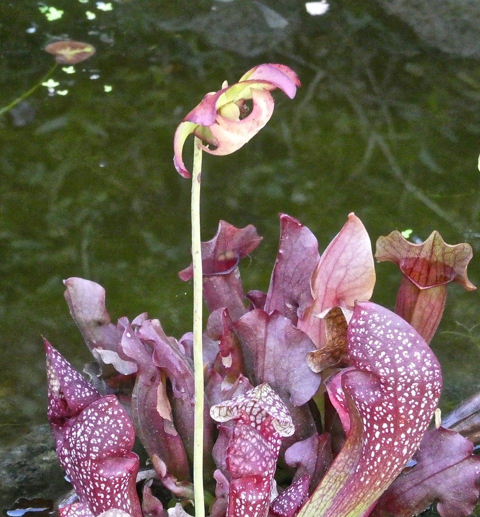 Sarracenia leucophylla .sarraceniaceae.originaire d'Amérique du Nord.P1031042
