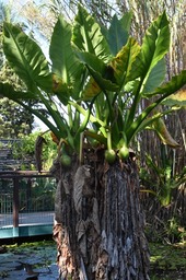 Typhonodorum lindleyanum - Via - ARACEAE - Madagascar, envahisssant à La Réunion