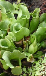 Utricularia livida - LENTIBULIARACEAE - Afrique du Sud