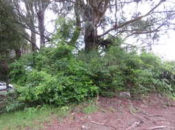 1. Troene de Maurice - invasive omniprésente