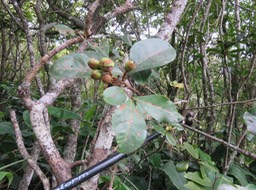 18. Fruits de Bois de ??? .JPG