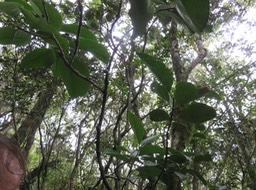 19. Fruits de Tambourissa crassa - Bois de tambour  ou Bois de Bombarde- Monimiacée - Masc
