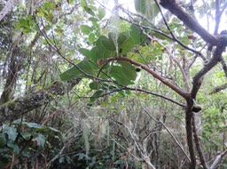 20. 19. Fruits de Tambourissa crassa - Bois de tambour  ou Bois de Bombarde- Monimiacée - Masc