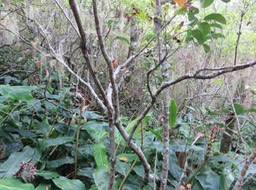 21. 19. Fruits de Tambourissa crassa - Bois de tambour  ou Bois de Bombarde- Monimiacée - Masc