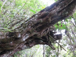 22. Tronc caractéristique de Sideroxylon borbonicum