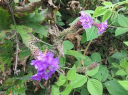 4. Plante mystère - fleurs - En dessous, feuilles trifoliolées de Desmodium intortum
