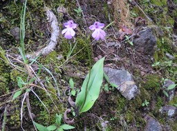 8. Cynorkis purpurascens - Orchidée Cynorkis - ORCHIDACEAE -??? I