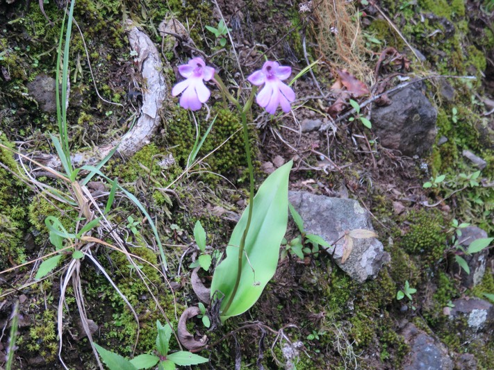 8. Cynorkis purpurascens - Orchidée Cynorkis - ORCHIDACEAE -??? I
