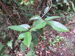 9. Feuilles très grosses d' Elaeodendron orientale (Cassine orientalis) - Bois rouge - CELASTRACEAE - endémique de la Réunion de Maurice et de Rodrigues IMG_1459.JPG