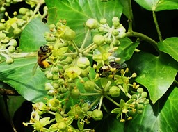 Abeilles sur lierre (7)
