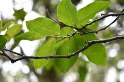 Antidesma madagascariense - Bois de cabri blanc - PHYLLANTACEAE - Indigène Réunion