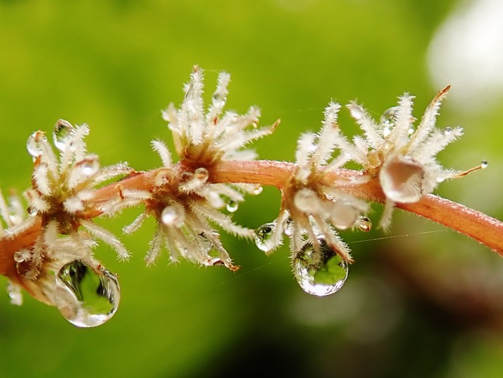 Boehmeria macrophylla (1)