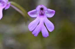 Cynorkis purpurascens - ORCHIDOIDEAE - Indigène Réunion - MB2_0716