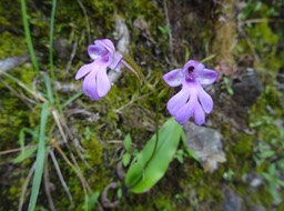 Cynorkis purpurascens - ORCHIDOIDEAE - Indigène Réunion - DSC03272