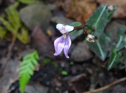 Disperis cordata - ORCHIDOIDEAE - Indigène Réunion - DSC03268