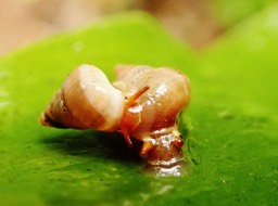 Omphalotropis rubens bisous mouillés