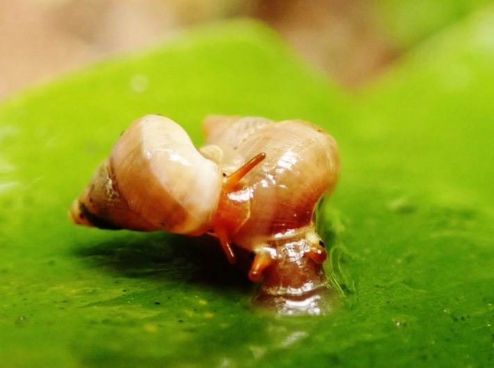 Omphalotropis rubens bisous mouillés