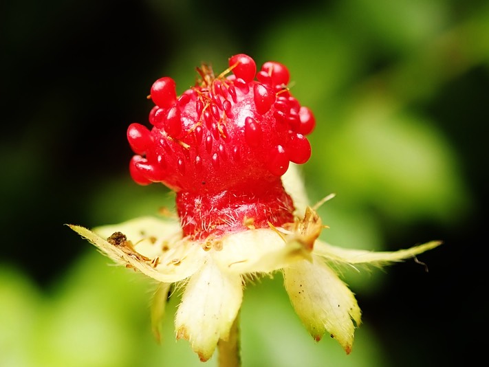 Potentilla indica (2)