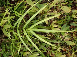 Pteris cretica (2)