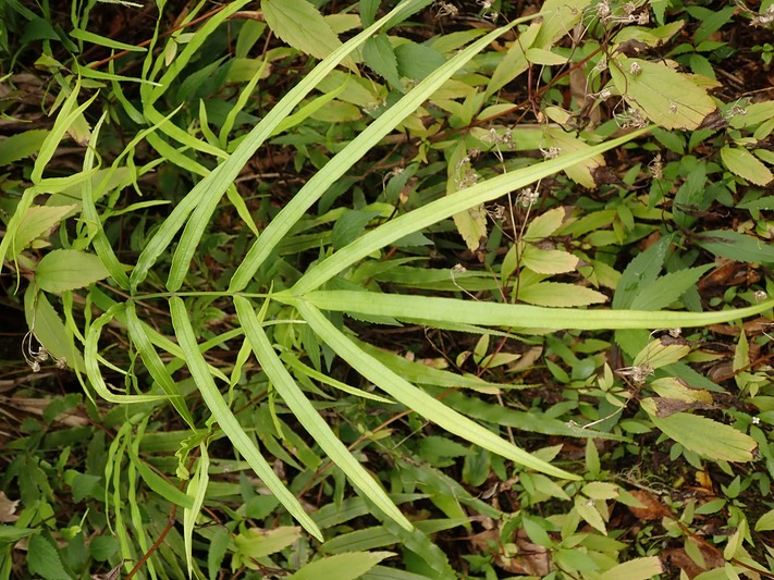 Pteris cretica (2)