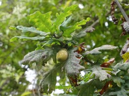 Quercus robur - Chêne pédonculé - FAGACEAE - EE