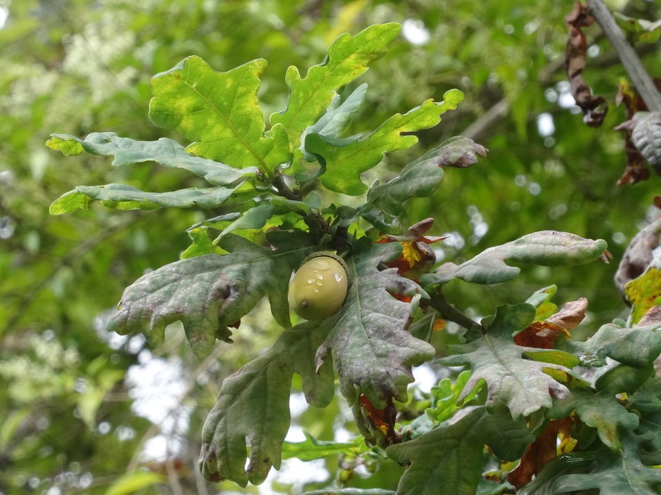 Quercus robur - Chêne pédonculé - FAGACEAE - EE