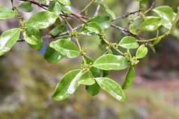 Scutia myrtina - Bois de sinte - RHAMNACEAE - Indigène Réunion