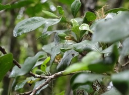 Turrea sp - Bois de quivi (fruits) - MELIACEAE - DSC03274