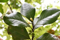 Turrea sp - Bois de quivi (fleurs, fruits) - MELIACEAE - MB2_0718