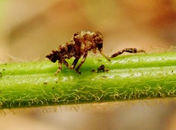 vieille cicadelle capturée par Desmodium intortum (5)