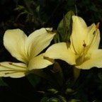 Barleria prionitis Madame Gustave ACANTHAC (6).JPG