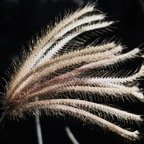 Chloris barbata.JPG
