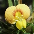 Stylosanthes fruticosa (1).JPG