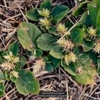 Alternanthera pungens Kunth.brède emballage à piquants.amaranthaceae.amphinaturalisé..jpeg