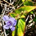 Asystasia gangetica.herbe lle rail.acanthaceae.amphinaturalisé.espèce envahissante..jpeg