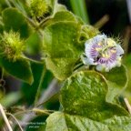 Passiflora foetida.poc-poc.Ti grenadelle.passifloraceae.espèce envahissante; (1).jpeg
