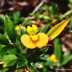 Stylosanthes fruticosa.fabaceae.indigène ? (1).jpeg