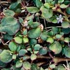 Trianthema portulacastrum.brède cacayanga pourpier courant aizoaceae. (2).jpeg