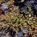 Trianthema portulacastrum.brède cacayanga pourpier courant aizoaceae. (3).jpeg