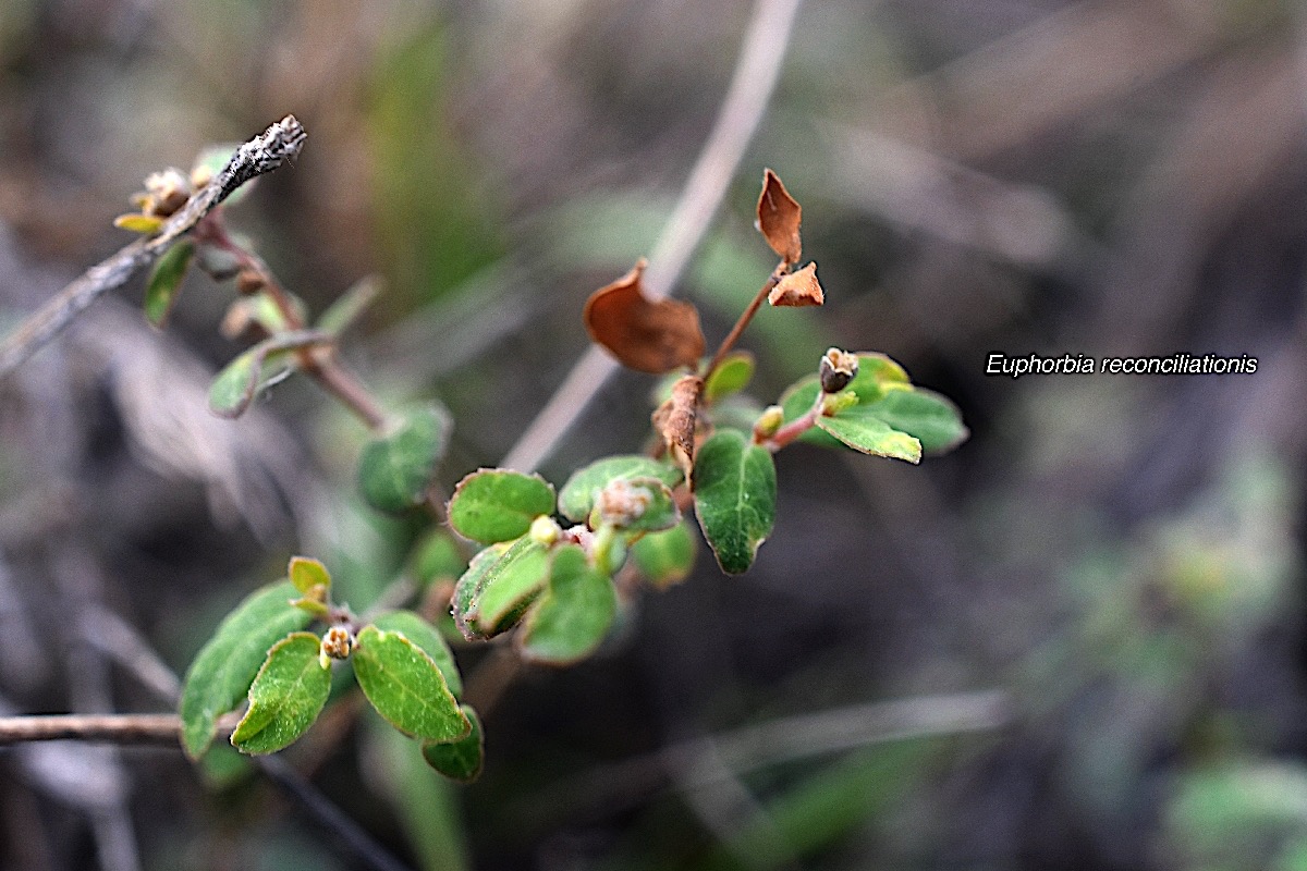 Euphorbia reconciliationis  Euphorbiaceae Endémique la Réunion 9118.jpeg