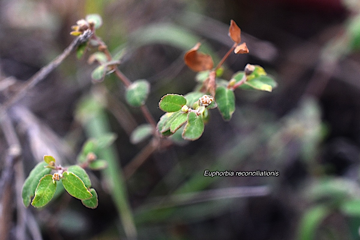 Euphorbia reconciliationis Euphorbiaceae Endémique la Réunion 9109.jpeg
