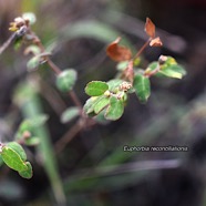Euphorbia reconciliationis Euphorbiaceae Endémique la Réunion 9109.jpeg