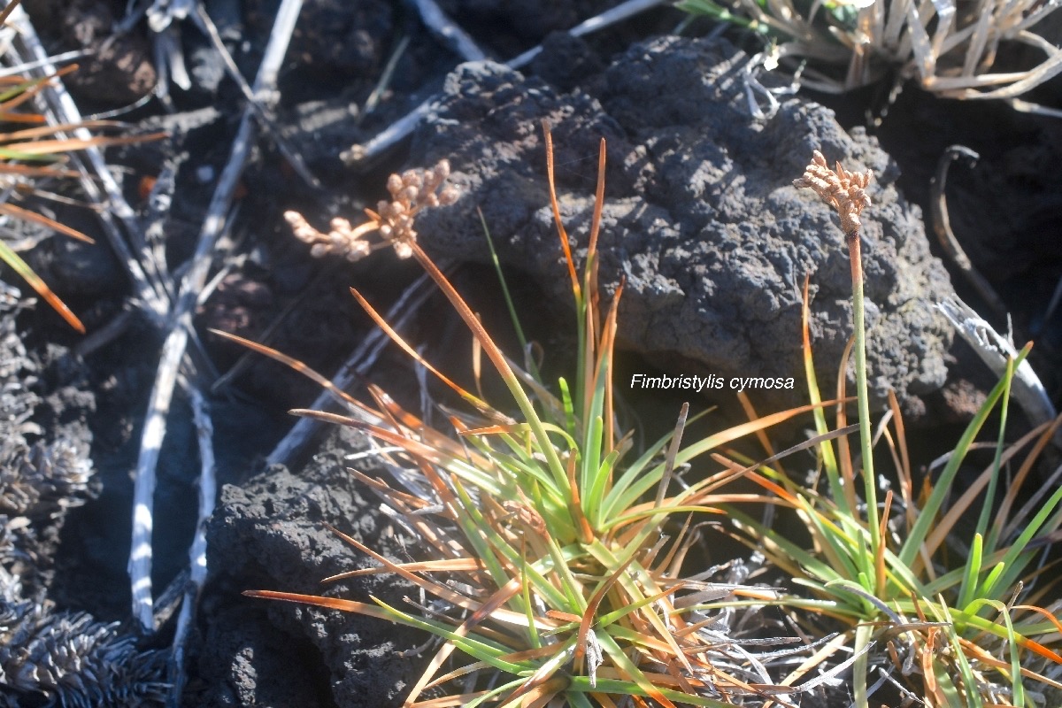 Fimbristylis cymosa Cyperaceae Indigène la Réunion 9062.jpeg