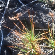 Fimbristylis cymosa Cyperaceae Indigène la Réunion 9062.jpeg