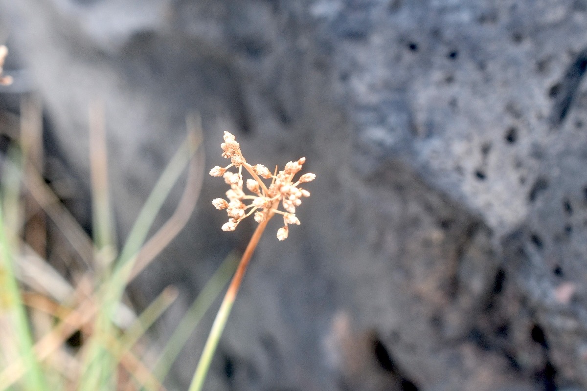 Fimbristylis cymosa Cyperaceae Indigène La Réunion 9086.jpeg