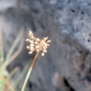 Fimbristylis cymosa Cyperaceae Indigène La Réunion 9086.jpeg