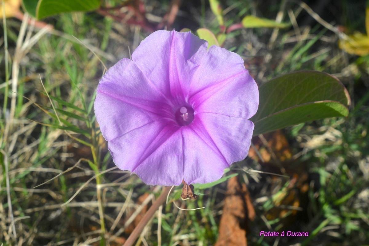 Ipomea pes-caprae Patate à Durand Convolvulaceae Indigène La Réunion 9053.jpeg