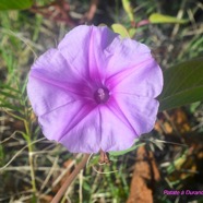 Ipomea pes-caprae Patate à Durand Convolvulaceae Indigène La Réunion 9053.jpeg